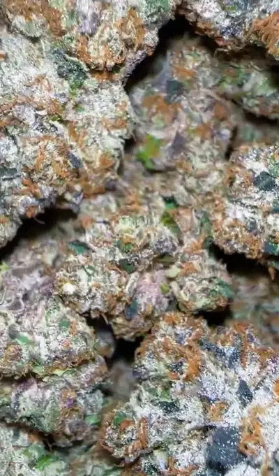 Ammonia by Zaba Cannabis Co cannabis strain