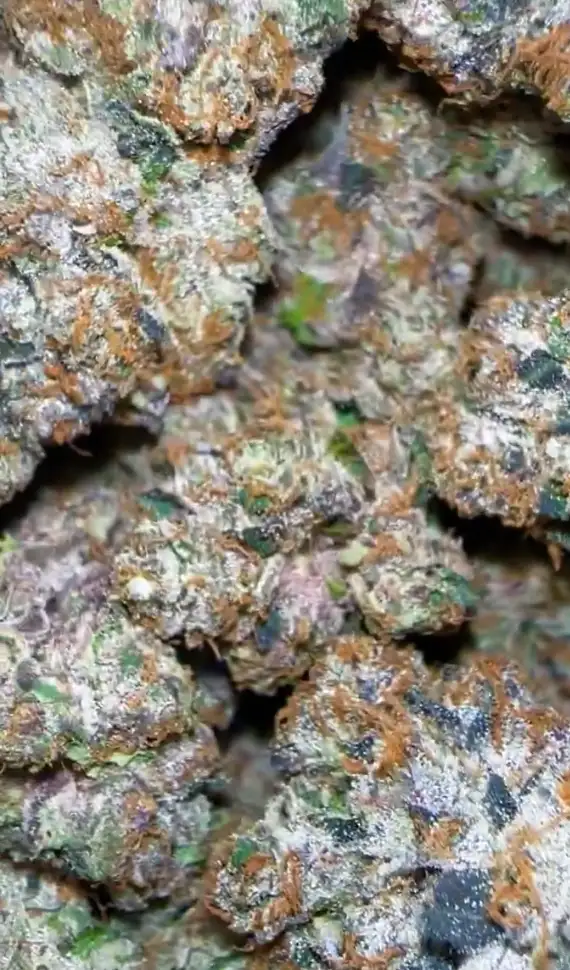 Ammonia by Zaba Cannabis Co cannabis strain