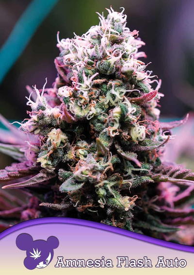 Amnesia Flash Auto by Anesia Seeds, Autoflower cannabis strain