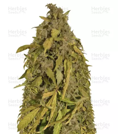Amnesia Gold by Pyramid Seeds, Photoperiod cannabis strain