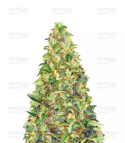 Amnesia Haze Autoflowering by Zambeza, Autoflower cannabis strain