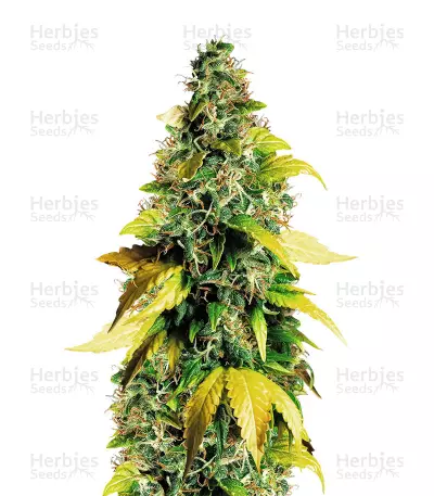 Amnesia White Regular cannabis strain