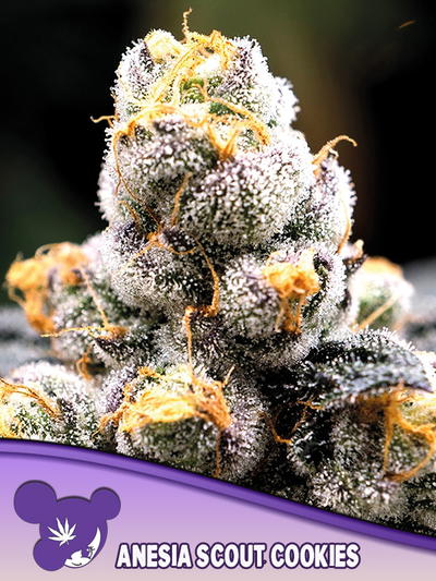 Anesia Scout Cookies cannabis strain