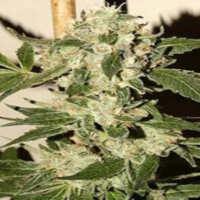 Angelica cannabis strain