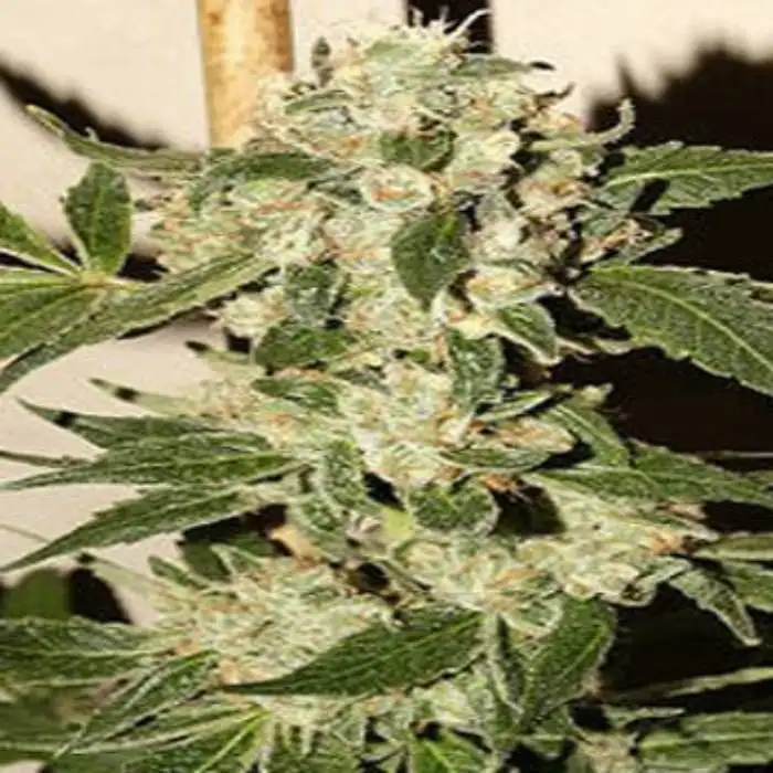 Angelica by Bodhi Seeds, Photoperiod cannabis strain