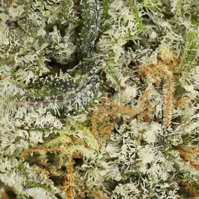 Apollo 11 Genius Pheno by Bodhi Seeds, Photoperiod cannabis strain