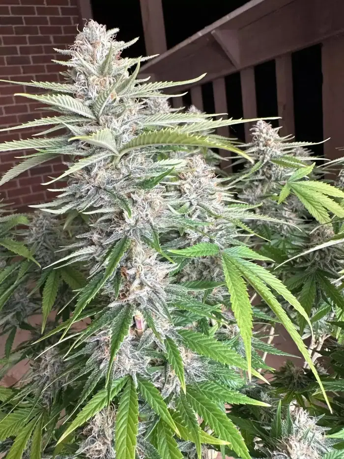 Appalachia Regular by High And Lonesome Seeds cannabis strain