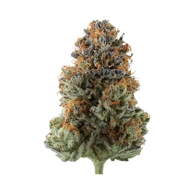 Apple Jacks by Common Wealth Seed Co cannabis strain