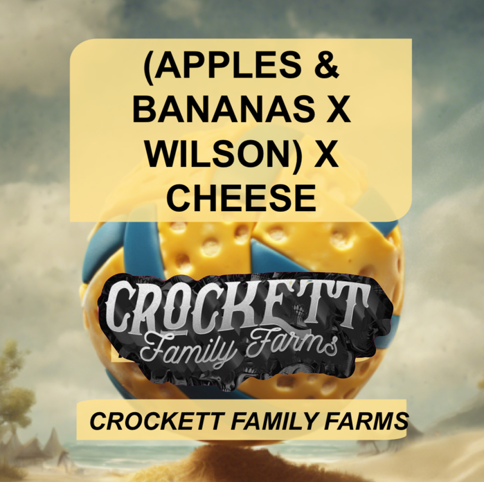 Apples & bananas wilson x cheese by Crockett Family Farms, Photoperiod cannabis strain
