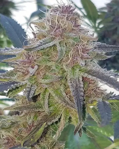 Astronaut Ice Cream by Temple Of Terpenes cannabis strain