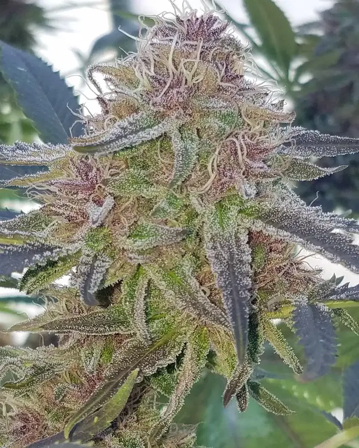 Astronaut Ice Cream by Temple Of Terpenes cannabis strain