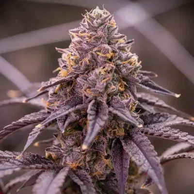 Atlantica by Offensive Selections cannabis strain