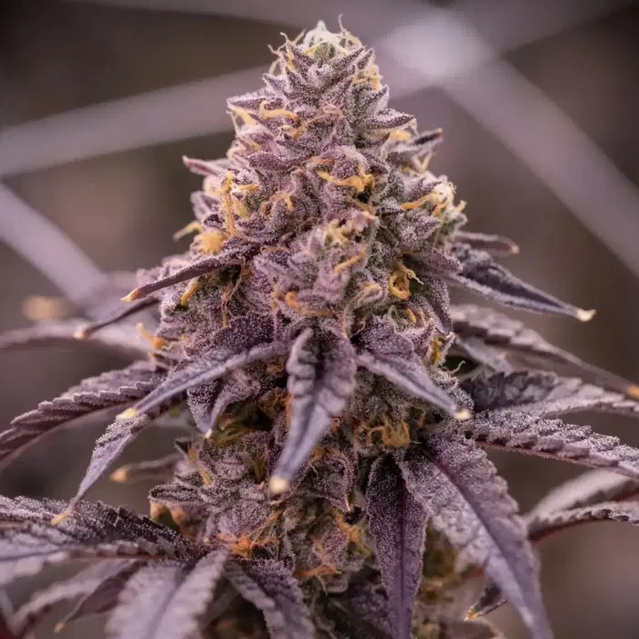 Atlantica by Offensive Selections cannabis strain