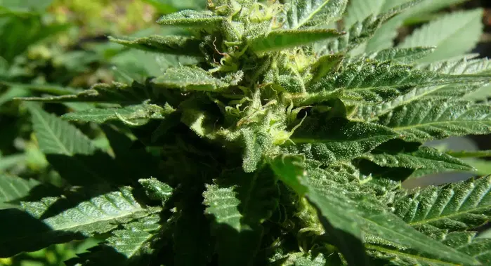 Atomic NL Regular by Dr. Atomic Seeds cannabis strain