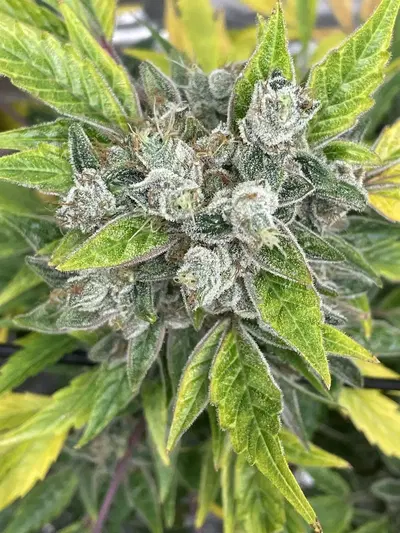 Aunt Ginny’s Elixir by Mephisto Genetics, Autoflower cannabis strain