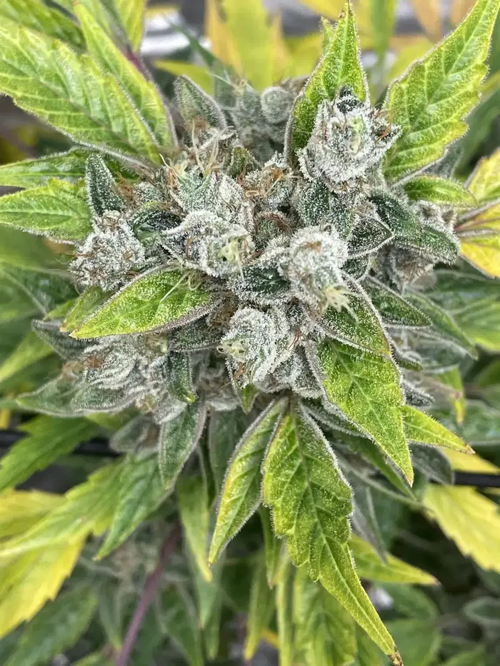 Aunt Ginny’s Elixir by Mephisto Genetics, Autoflower cannabis strain