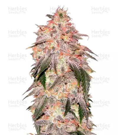 Aurora Indica Autoflower cannabis strain