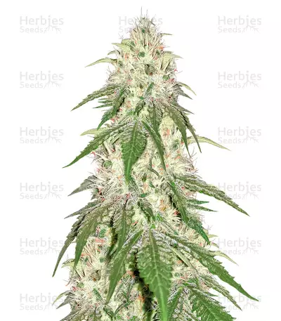 Auto 24K Gold by Silver Leaf, Autoflower cannabis strain