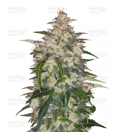 Auto Anubis by Pyramid Seeds, Autoflower cannabis strain