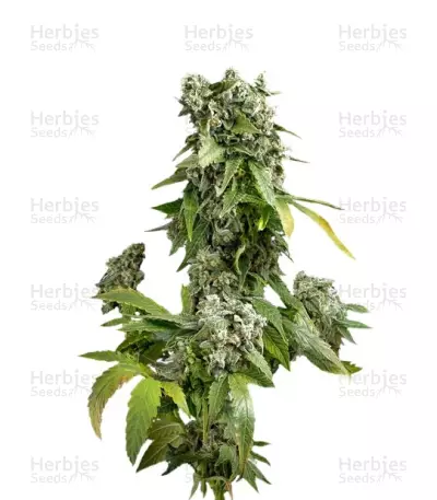 Auto Blue Cheese by Divine Seeds, Autoflower cannabis strain