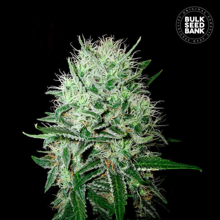 Auto Devil’s Kiss by BulkSeedBank, Autoflower cannabis strain
