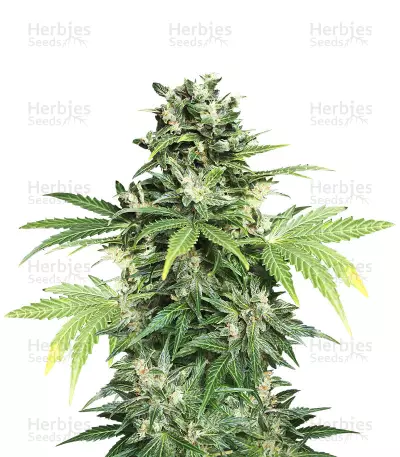 Auto Kaya 47 aka Auto AK-47 by Advanced Seeds, Autoflower cannabis strain
