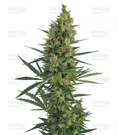 Auto Malawi x Northern Lights Fem by ACE Seeds, Autoflower cannabis strain