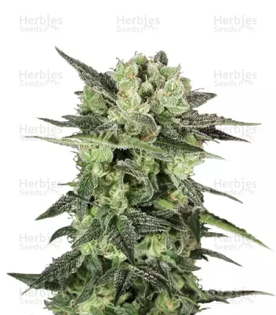 Auto MK-Ultra Kush by T.H.Seeds, Autoflower cannabis strain