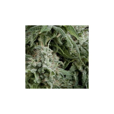 Auto Northern Lights CBD by Pyramid Seeds, Autoflower cannabis strain
