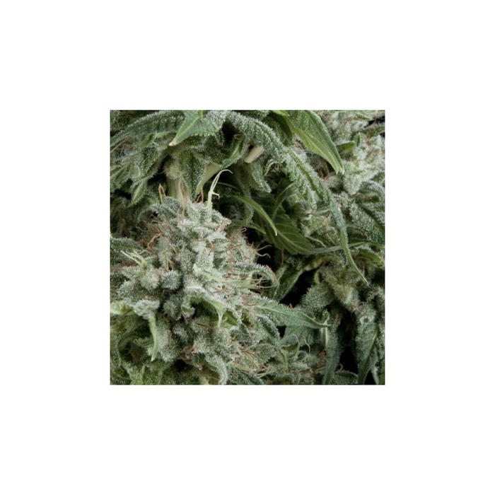 Auto Northern Lights CBD by Pyramid Seeds, Autoflower cannabis strain