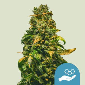 Auto Solomatic by Beaver Seeds, Autoflower cannabis strain