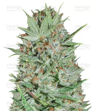 Auto Wembley by Pyramid Seeds, Autoflower cannabis strain