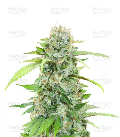 Auto White Widow x Big Bud by Female Seeds, Autoflower cannabis strain