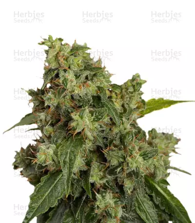 Auto Xtreme by Dutch Passion, Autoflower cannabis strain