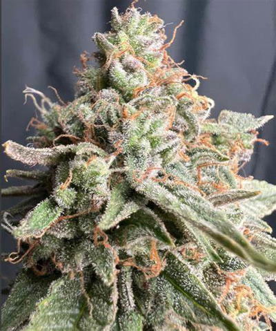 Auto Zookies by Real Gorilla Seeds, Autoflower cannabis strain