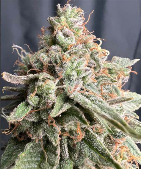 Auto Zookies by Real Gorilla Seeds, Autoflower cannabis strain