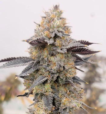 Auto Ztrawberry by Real Gorilla Seeds, Autoflower cannabis strain