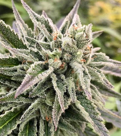 AutoGuav by Crockett Family Farms, Autoflower cannabis strain