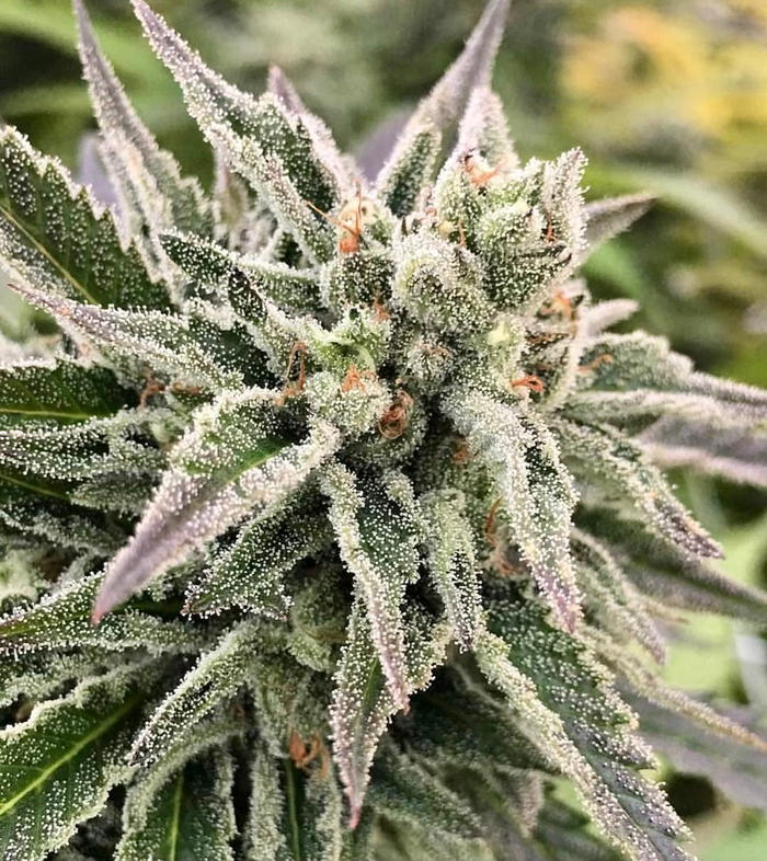 AutoGuav by Crockett Family Farms, Autoflower cannabis strain