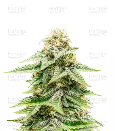 Auto Ultimate by Dutch Passion, Autoflower cannabis strain