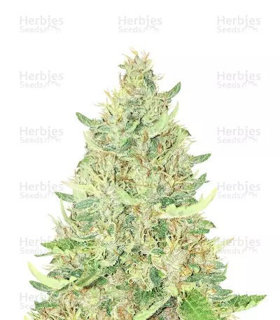 Ayahuasca Purple by Barney's Farm, Photoperiod cannabis strain