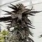 Bacio Breath by Ez Genetics cannabis strain