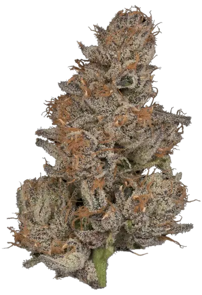 Baja by Tahoe Nugz cannabis strain