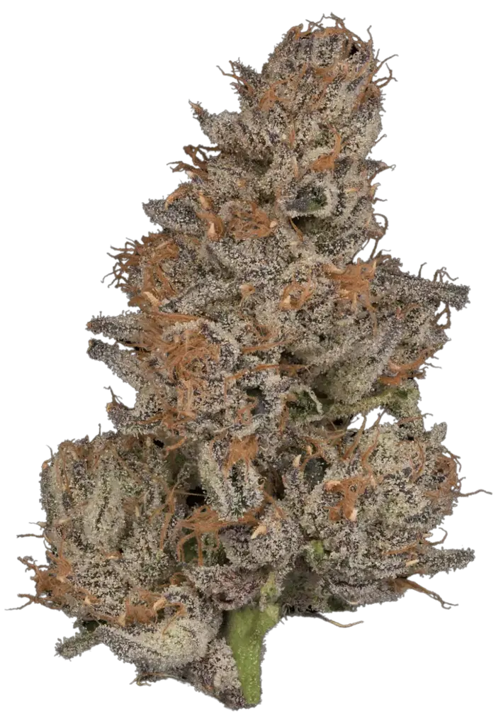 Baja by Tahoe Nugz cannabis strain