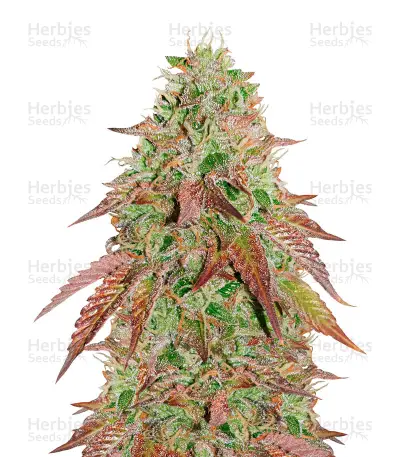 Baklava Fast by Sunwest Genetics, Photoperiod cannabis strain