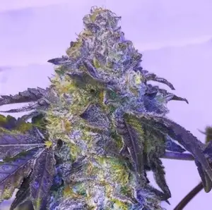 Banana Bliss by Honest Genetics cannabis strain