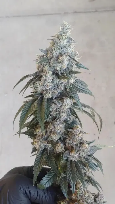 Banana Cannons by Ronin Seeds cannabis strain