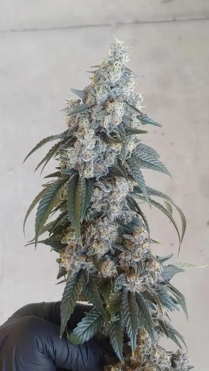 Banana Cannons by Ronin Seeds cannabis strain