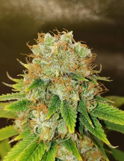 Banana Nose Candy Regular by Waffle House Genetics cannabis strain