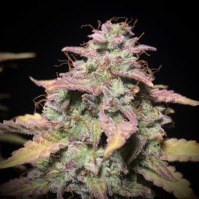 Banana OG Auto by Master Sensei Genetics, Autoflower cannabis strain